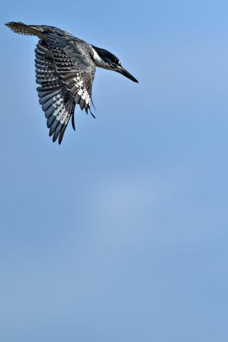 mm-2024-10-sardis-birds-hm
