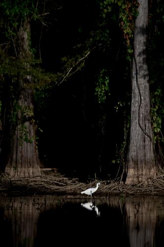 mm-2024-10-sardis-birds-hm