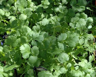 cilantro