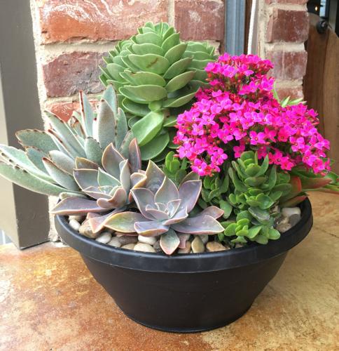 oped.succulents