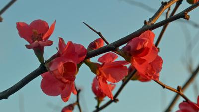 Southern Gardening 01292026