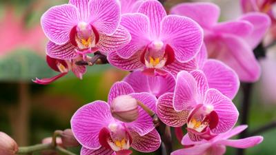 sg20260202_phalaenopsis.jpg