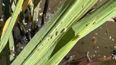 20260128_delphacid_water.jpg