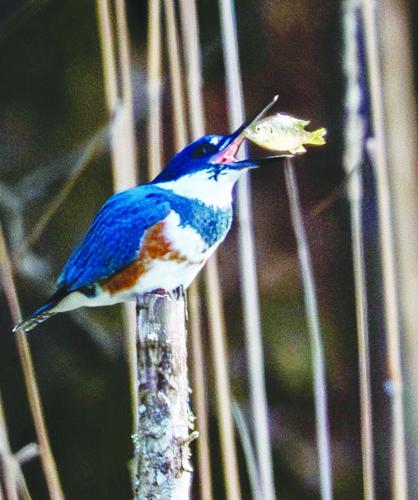 kingfisher