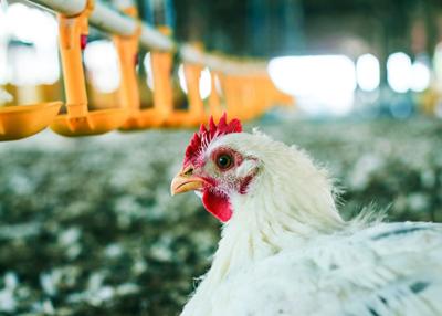 poultry still number one