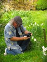 There's an art to rescuing daffodil bulbs