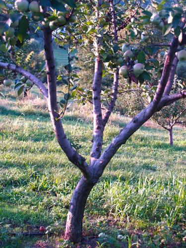 well-pruned tree 1