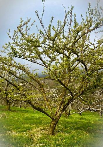 well-pruned fruit tree