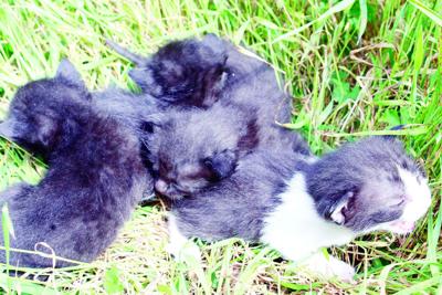kittens