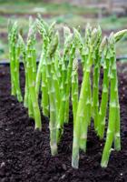 Be Patient: Asparagus Is Worth the Wait